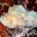 scorpionfish_leaf_mr_h_0001_yap0005.jpg